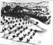 Salci - Città della Pieve, carboncino del 1951 dim. cm 39,7x45